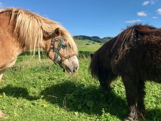 Foto vom Haflingerpony