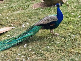 Foto vom Pfau